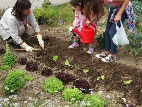 Alunos da Pré estiveram na horta da Vasco Moniz a plantar alfaces